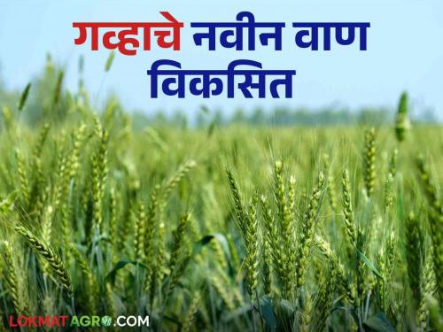 Latest news agriculture news ICAR Regional Center Indore has developed wheat variety HI 1665 Pusa Gahu Sharbati | wheat Variety : हेक्टरी 33 क्विंटलचे उत्पादन देणारे गव्हाचे नवीन वाण विकसित, काय आहेत वैशिष्ट्ये 