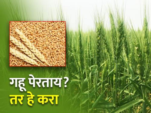 How to choose the variety of wheat crop according to water availability? | पाण्याच्या उपलब्धतेनुसार गहू पिकातील वाणाची निवड कशी करावी?