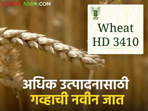 Latest News Wheat Variety HD3410 is an improved variety of wheat that yields in 130 days | Wheat Variety : 130 दिवसांत तयार होणाऱ्या गव्हाच्या 'या' वाणाबद्दल माहितीय का? वाचा सविस्तर 