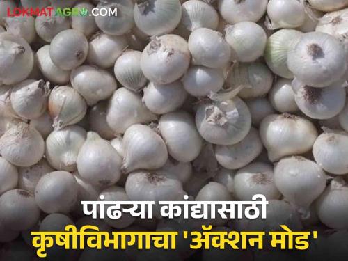 White Onion Production: Produce white onion seeds and get a grant of Rs four thousand and five hundred | White Onion Production : पांढऱ्या कांद्याचे बियाणे उत्पादीत करा सोबत साडेचार हजार अनुदान मिळवा