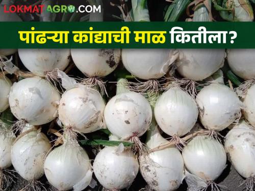 Alibaug's white onion hit the market; What is the market price? | अलिबागचा पांढरा कांदा आला बाजारात; काय चाललाय बाजारभाव