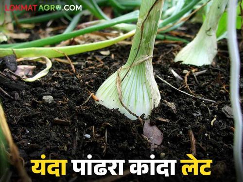 Alibaug White Onion : The famous white onion of Alibaug will be in the market late this year | Alibaug White Onion : अलिबागचा प्रसिद्ध पांढरा कांदा यंदा उशिरा बाजारात येणार