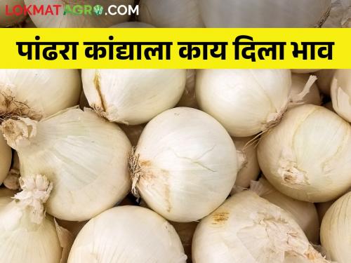 Medicinal white onion of Alibaug hit the market; How is the market price onion? | अलिबागचा औषधी पांढरा कांदा आला बाजारात; कसा मिळतोय कांदा बाजारभाव