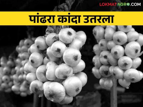 White Onion: This year the white onion turnover of Alibaug is about 3 crores | White Onion यंदा अलिबागच्या पांढऱ्या कांद्याची सुमारे ३ कोटींची उलाढाल