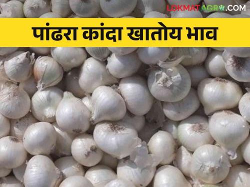 Kanda Bajar Bhav : Karnataka's new white onion in Solapur market How red onion is getting market price | Kanda Bajar Bhav : कर्नाटकातील नवीन पांढरा कांदा सोलापूर मार्केटमध्ये लाल कांद्याला कसा मिळतोय बाजारभाव