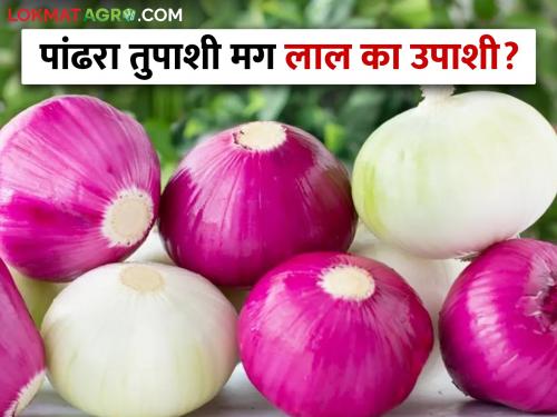 Latest News Export was opened for white onion, but red and summer onion in market yards | Onion Issue : पांढऱ्या कांद्याला निर्यात खुली, मग लाल कांद्याने काय घोडे मारले? शेतकऱ्यांचा सवाल