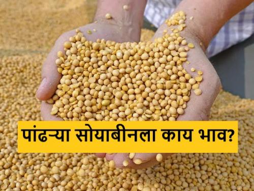 Latest News Todays Soybean Market price in latur, jalna market yard check bajarbhav | Soybean Bajarbhav : लातुरात पांढऱ्या सोयाबीनला काय भाव मिळाला? वाचा आजचे बाजारभाव 