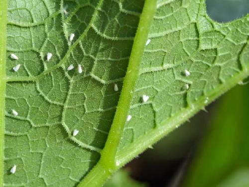 Timely management of whitefly for yellow mosaic disease in soybeans | सोयाबीनवरील येलो मोझॅकसाठी पांढऱ्या माशीचे वेळीच व्यवस्थापन करा