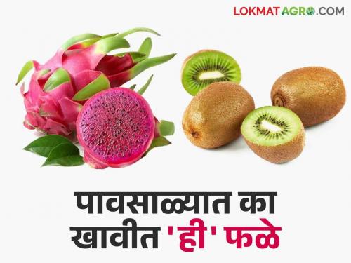 Rainy Season Fruit Health Benefits Why eat kiwi, dragon fruit in rainy season? | Rainy Season Fruit Health Benefits पावसाळ्यात किवी, ड्रॅगन फ्रूट का खावे?