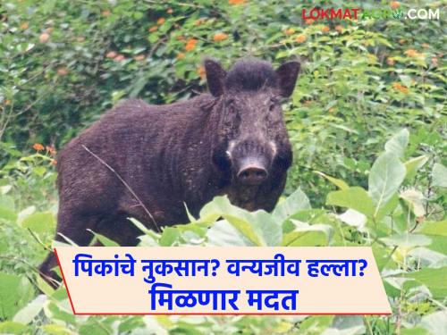 latest news Wild Animal Attack: Wild animal attack; Farmers will get Rs 1 crore support Read in detail | Wild Animal Attack : वन्यप्राण्यांचा हल्ला; शेतकऱ्यांना मिळणार १ कोटींचा आधार वाचा सविस्तर