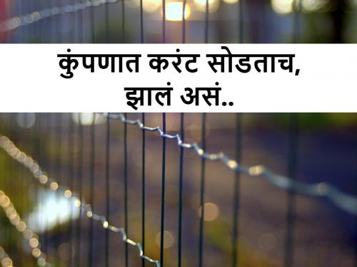 The farmer passes electric current in fence to protect the wild boars but | रानडुकरांच्या बंदोबस्तासाठी शेतकऱ्याने कुंपणात वीजेचं करंट सोडलं आणि...