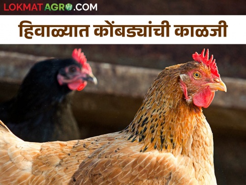 Measures for Disease Control in Winter season for Poultry bird | हिवाळ्यात कुक्कुटपालनातील रोग नियंत्रणासाठी उपाययोजना