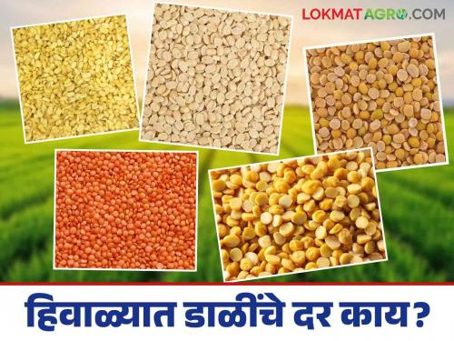 Dal Market: Why did the prices of pulses fall in winter; Read in detail what prices are being obtained | Dal Market : हिवाळ्यात का घसरले डाळीचे भाव; काय मिळतोय भाव ते वाचा सविस्तर