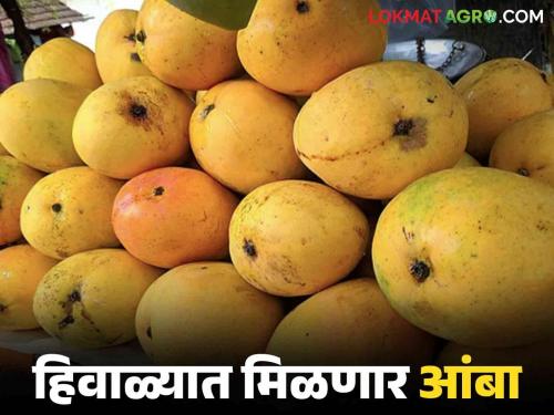 What are you saying summer mangoes came in the market in winter.. How is the price getting? | काय सांगताय उन्हाळ्यातील आंबा हिवाळ्यात आला बाजारात.. कसा मिळतोय दर