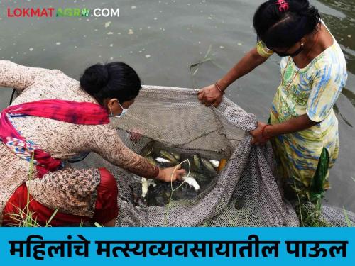 Latest news 3 lakhs per annum income for women in Chandrapur district from fishery business | मत्स्यव्यवसायातून दीडशे कुटुंबाना रोजगार, चंद्रपूरच्या महिलांची उमेदची कथा 