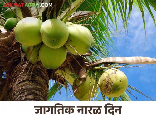 World Coconut Day: Why coconut is called Kalpavriksha, know special information about coconut | World Coconut Day : नारळाला का म्हणतात कल्पवृक्ष, जाणून घ्या नारळाबद्दल विशेष माहिती