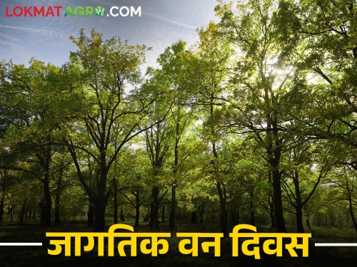 It is alarming that the forest area is 33 percent, but only this amount of forest remains in the country | वनक्षेत्र ३३ टक्के असणे गजरेचे परंतु देशात उरली केवळ एवढीच वनराई