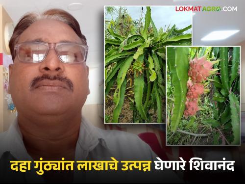 Dragon Fruit Cultivation Success Story : The sweetness of organic dragon fruit | Dragon Fruit Cultivation Success Story : सेंद्रिय ड्रॅगनफ्रूटचा गोडवा न्यारा