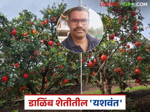 Yashwant's pomegranates from Atpadi are sent abroad; from 500 trees have yielded an income of Rs 25 lakhs | आटपाडीच्या यशवंतचे डाळिंब परदेशात रवाना; माळरानावरील ५०० झाडांनी दिले २५ लाखांचे उत्पन्न