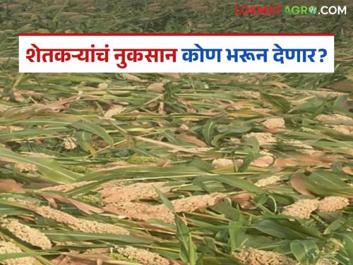 latest news Summer Crop: Unseasonal rains wreak havoc on summer crops; Farmers suffer losses Read in detail | Summer Crop : अवकाळी पावसाने उन्हाळी पिकांवर संक्रांत; शेतकऱ्यांच्या पदरी नुकसानच नुकसान वाचा सविस्तर