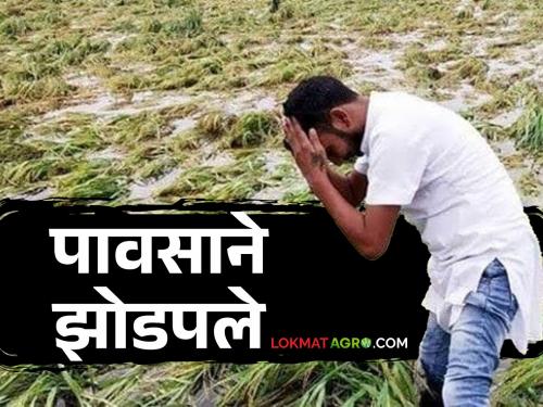 Crop Damage : stormy rains lashed during the season in yavatmal | Crop Damage : ऐन हंगामात वादळी पावसाने झोडपले; वादळाने छप्पर उडाले, झाडे कोसळली