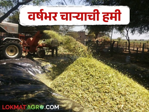 This fodder, which survives throughout the year, is a boon for livestock | वर्षभर टिकून राहणारा हा चारा ठरतोय पशुधनासाठी वरदान