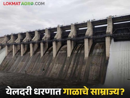 latest news Yeldari Dam: Silt reigns in Yeldari Dam; Not enough water for farmers' irrigation dreams | Yeldari Dam : येलदरी धरणात गाळाचे साम्राज्य; शेतकऱ्यांच्या सिंचन स्वप्नांना पुरेसं पाणी नाही