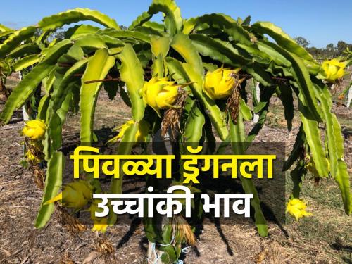 A record price of 248 kg for yellow dragon fruit is 38 thousand rupees | पिवळ्या ड्रॅगनला फ्रुटला २४८ किलोला ३८ हजार रुपयांचा विक्रमी भाव