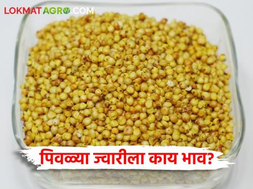 Latest news Todays Sorghum Market Price in market pards check here | Sorghum Market : कुठल्या ज्वारीला सर्वात कमी दर मिळाला? वाचा आजचे सविस्तर बाजरभाव