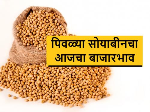 What was the price of yellow soybeans today in Akola Market Committee? | अकोला बाजारसमितीत आज पिवळ्या सोयाबीनला काय भाव मिळाला? जाणून घ्या राज्यातील सोयाबीन दर