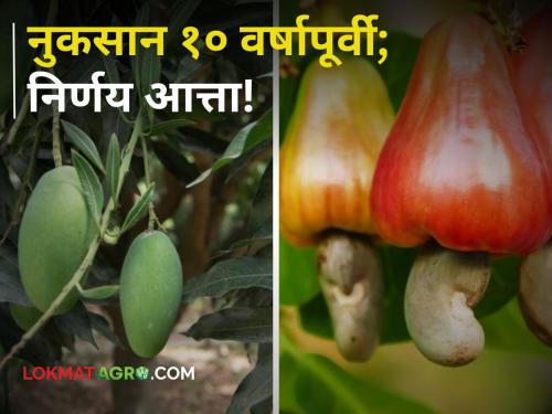 Wisdom suggested to the government in the face of the election! 10 years back loss decided | निवडणुकीच्या तोंडावर सरकारचा निर्णय! १० वर्षापूर्वीच्या फळबाग नुकसानीसाठी पंचनाम्याची अट वगळण्याचा घेतला निर्णय