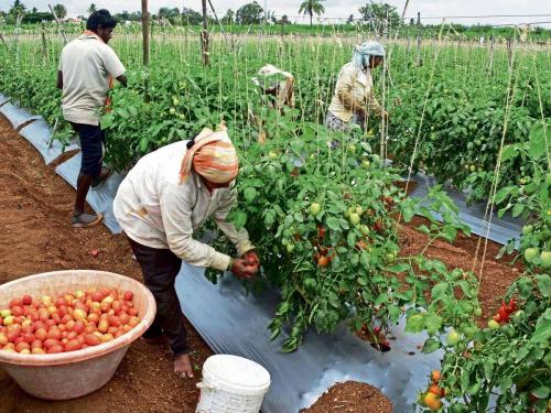 Tomato Krupa... 40 lakhs in one and a half months | टोमॅटो कृपा... दीड महिन्यातच ४० लाख