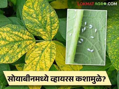 Control of this pest is important for viral green and yellow mosaic disease of soybean | सोयाबीनवरील विषाणूजन्य हिरवा आणि पिवळा मोझॅक रोगासाठी या किडीचे नियंत्रण महत्वाचे