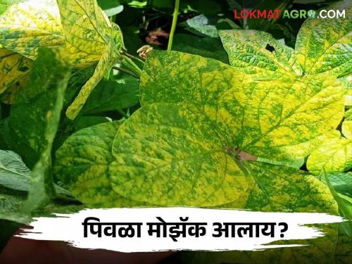 Timely control of yellow mosaic/kevada disease on soybean | Soybean Mosaic: सोयाबीनवरील पिवळा मोझॅक रोगासाठी करा हे सोपे उपाय