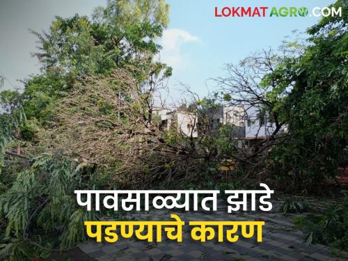 Latest News Avkali Paus Why do trees on farms and roadsides fall Find out the reason |  Avkali Paus : शेतीवरील, रस्त्याच्या कडेची झाडं का कोसळतात? जाणून घ्या कारण 