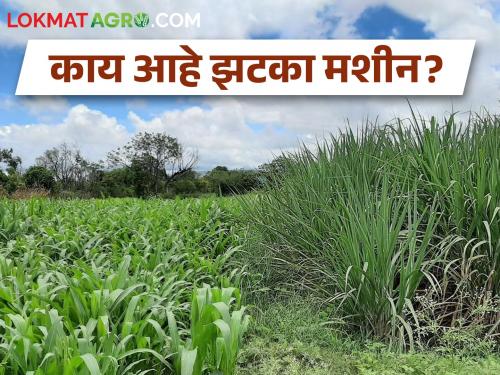 Jugad of jakta machine to protect the crops, the machine works like this | पिकांच्या रक्षणासाठी झटका मशीनचा जुगाड, असं काम करतं मशीन 