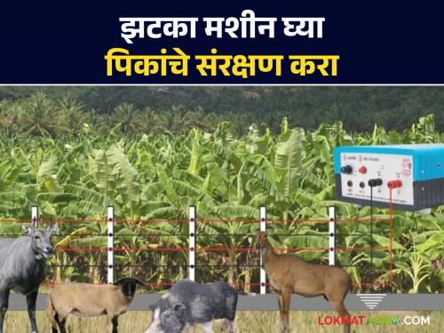 Solar Zatka Machines : Distribution of Solar Zatka Machines at 75% subsidy to 1967 farmers in Ballarpur | Solar Zatka Machines : बल्लारपूरातील १९६७ शेतकऱ्यांना ७५% अनुदानावर सोलर झटका मशीनचे वाटप