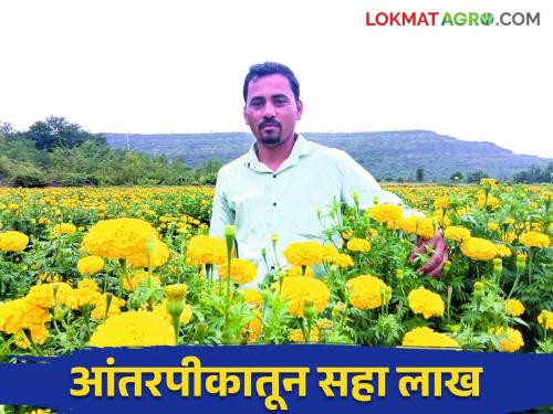 young farmer mahesh Yellow marigold planted in guava yield be will 12 tons per acre | हिवतडच्या महेशने पेरूत लावला पिवळा झेंडू आंतरपीकातून मिळतंय चांगल उत्पन्न