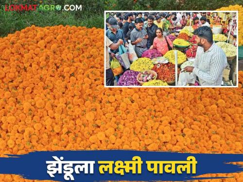 Zendu Bajar Bhav : Marigold get good market price on diwali festival How much get market price | Zendu Bajar Bhav : झेंडूची झाली दिवाळी कसा मिळतोय प्रतिकिलो दर