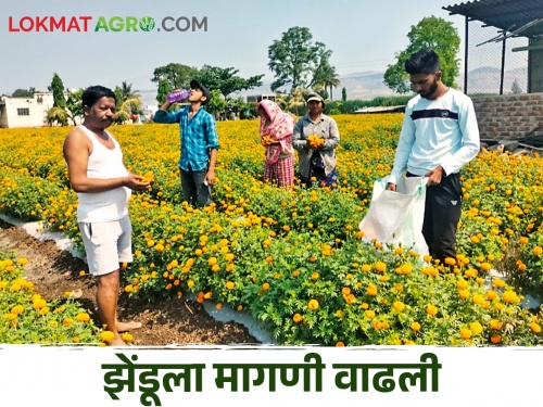 Marigold flowers add 'fragrance' to farmer's life | झेंडूच्या फुलांनी शेतकऱ्याच्या जीवनात दरवळला 'सुगंध'