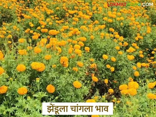 latest news Zendu Market: Demand for Zendu increases; Prices expected to rise for Dussehra-Navratri festivals | Zendu Market : झेंडूची मागणी वाढली; दसरा-नवरात्र सणांसाठी भावात तेजी अपेक्षित
