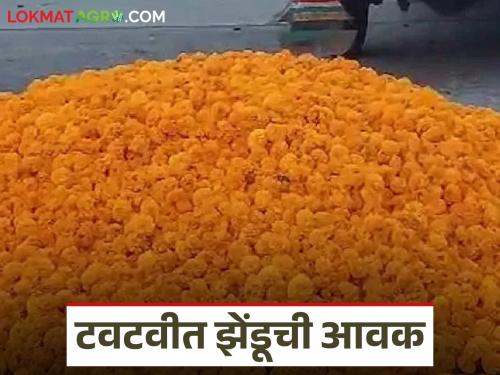 latest news Zendu Flower Market: Fresh arrival of marigolds even in heavy rain; However, prices fluctuate Read in detail | Zendu Flower Market : अतिवृष्टीतही झेंडूची टवटवीत आवक; मात्र भावात चढ-उतार वाचा सविस्तर