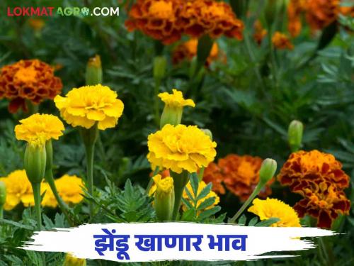 Zendu Bajar Bhav : How to get Zendu flower market price on Dussehra | Zendu Bajar Bhav : दसऱ्याला झेंडू खाणार का भाव कसा मिळेल दर