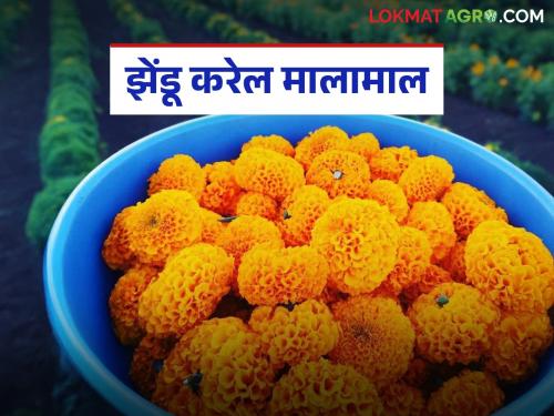 Marigolds rotted due to continuous rains and the arrivals slowed down; How will the prices be during Dussehra-Diwali this year? | सततच्या पावसामुळे झेंडू कुजला तर आवक मंदावली; यंदा दसरा-दिवाळीत कसे राहतील दर?