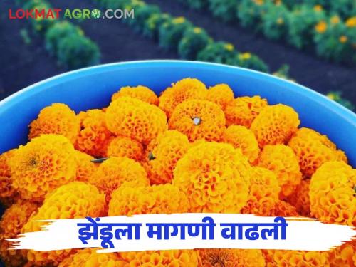 Zendu Bajar Bhav : Shortage of marigold flowers in the market on the eve of Diwali how get the market price | Zendu Bajar Bhav : दिवाळीच्या तोंडावर बाजारात झेंडूच्या फुलांचा तुटवडा.. कसा मिळतोय दर