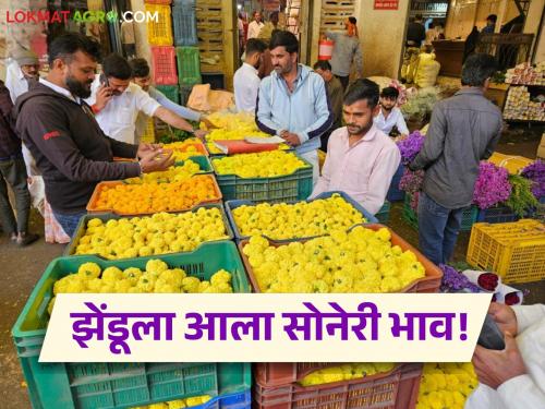 latest news Zendu Flower Market: Marigolds got golden prices on Dussehra; Know how the price was obtained | Zendu Flower Market : दसऱ्याला मिळाला झेंडू फुलांना सोनेरी भाव; जाणून घ्या कसा मिळाला दर