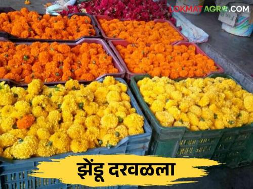 Zendu Bajar Bhav : Demand for marigold flowers has increased in the market.. How is the price getting? | Zendu Bajar Bhav : बाजारात झेंडू फुलांना मागणी वाढली कसा मिळतोय दर