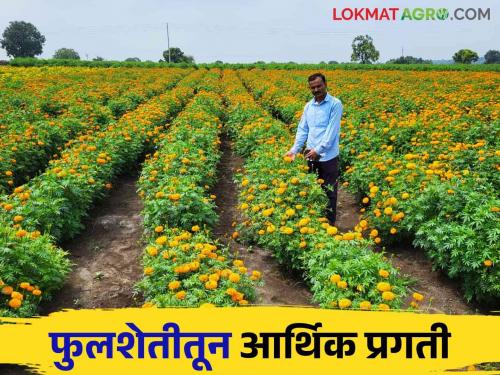 Floriculture Success Story : On the eve of Ain Dussehra, the path to 'bright' financial prosperity through flower farming | Floriculture ​​​​​​​Success Story : ऐन दसऱ्याच्या तोंडावर फुलशेतीतून 'प्रकाशमय' आर्थिक सुबत्तेचा मार्ग