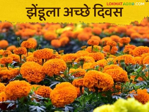 Zendu farming: Increase in demand for marigolds in Diwali market | Zendu farming : दिवाळीला बाजारात झेंडूची मागणीत वाढ; मिळतोय चांगला दर