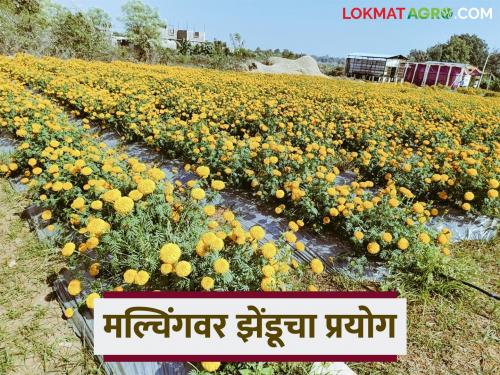 Latest News Zendu farming Marigold cultivation on mulching paper by Chandrapur farmer | दीड एकरमध्ये मल्चिंग पेपरवर झेंडुची शेती केली, चंद्रपूरच्या शेतकऱ्याला किती फायदा झाला?